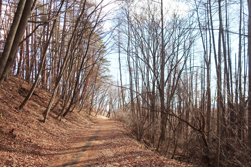 蓼科散策　四阿　林道