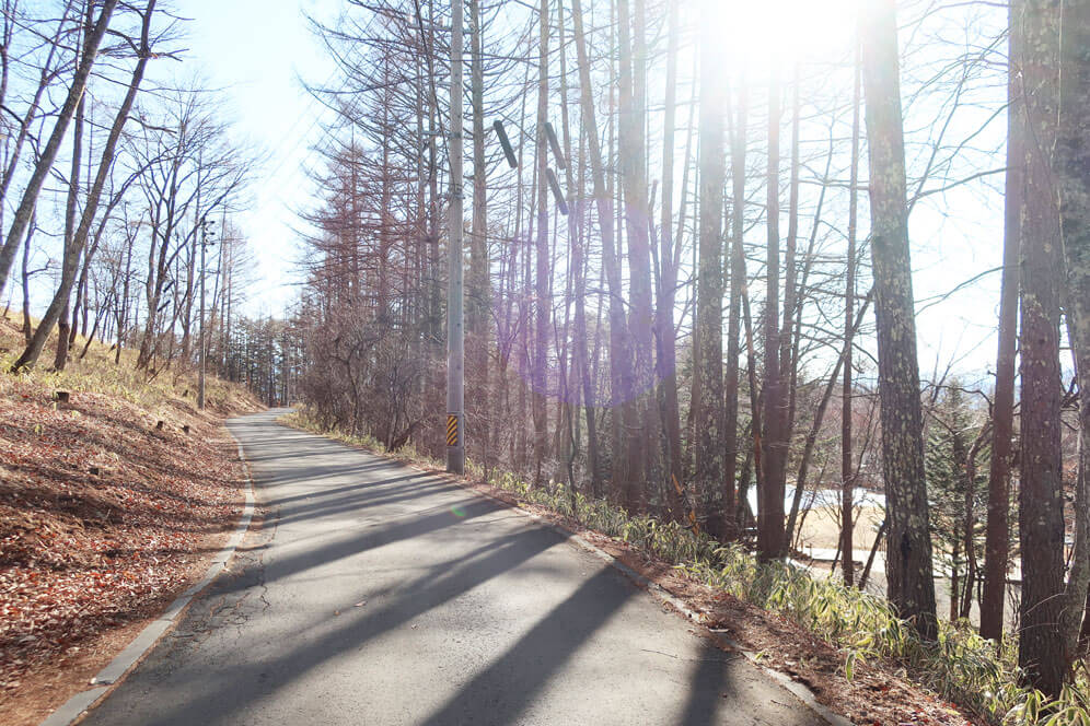 蓼科散策　北八ヶ岳　林道