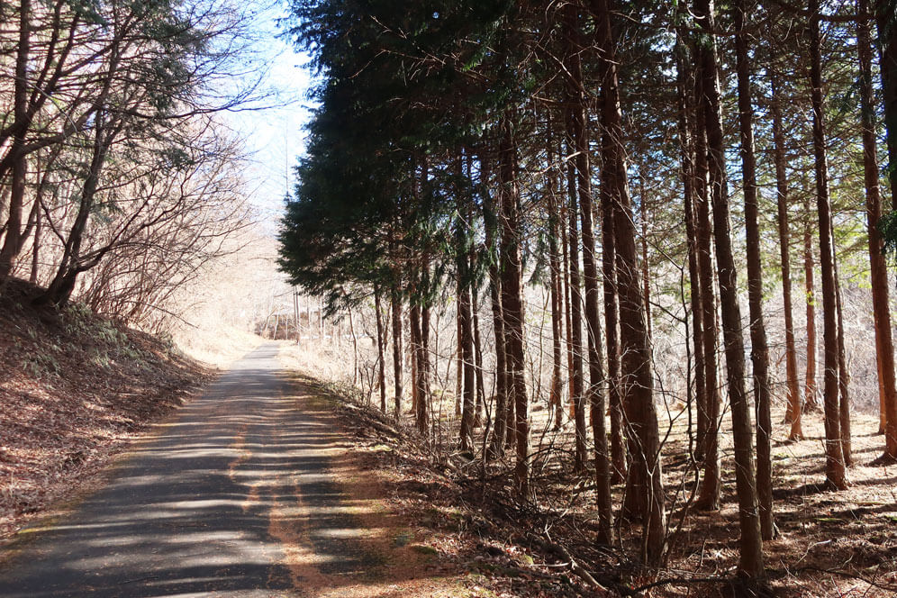 蓼科散策　T字　林道